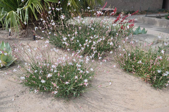 Plant photo of: Gaura lindheimeri