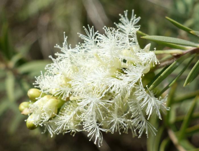 Plant photo of: Melaleuca linariifolia