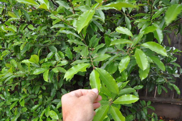 Plant photo of: Prunus caroliniana