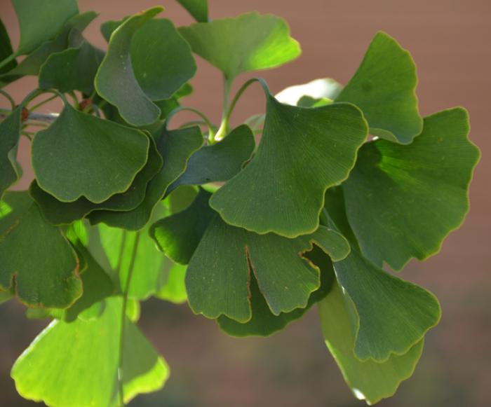 Plant photo of: Ginkgo biloba 'Autumn Gold'