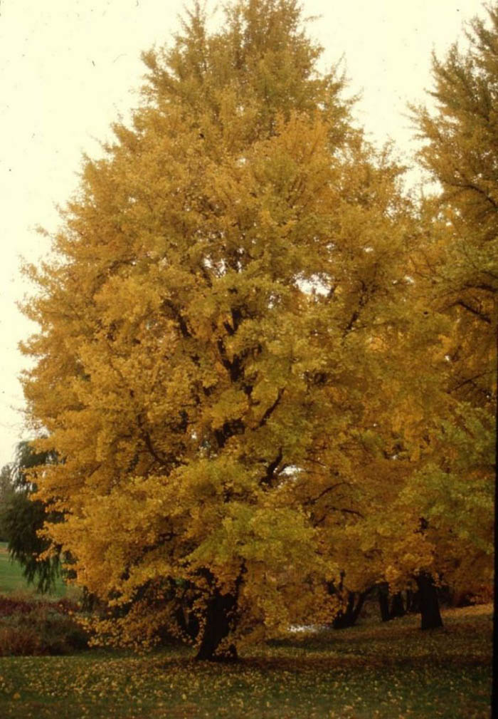 Plant photo of: Ginkgo biloba 'Autumn Gold'