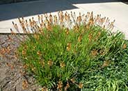 Dwarf Orange Bulbine