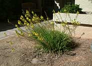 Yellow Bulbine