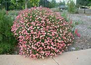 Pink Champagne Marguerite