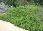 Coyote Bush Prostrate