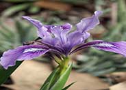 Douglas Iris