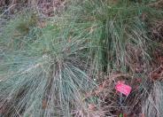 California Fescue