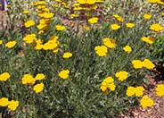 Moonshine Yarrow