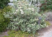 Santa Cruz Island Buckwheat