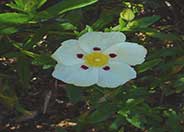 Crimson-Spot Rockrose