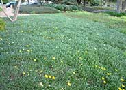 Semi-Trailing Yellow Gazania