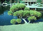 Japanese Black Pine