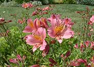 Peruvian Lily, Alstroemeria