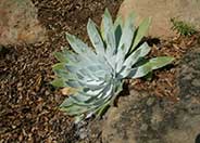 Chalk Dudleya