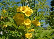 Yellow Bells, Yellow Elder