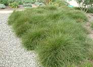 Clustered Field Sedge