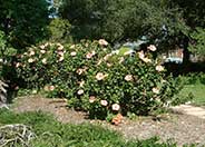 Tropical Hibiscus, Rose of China