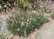 White Gaura