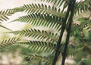 Australian Tree Fern