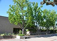 Liquidambar, American Sweet Gum