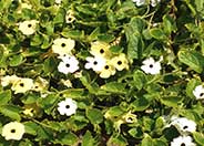 Black- Eyed Susan Vine