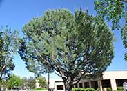 Italian Stone Pine