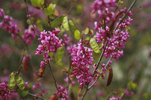 Eligible Sustainability Feature Tree